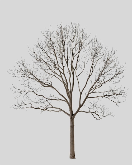 Dry tree 2
