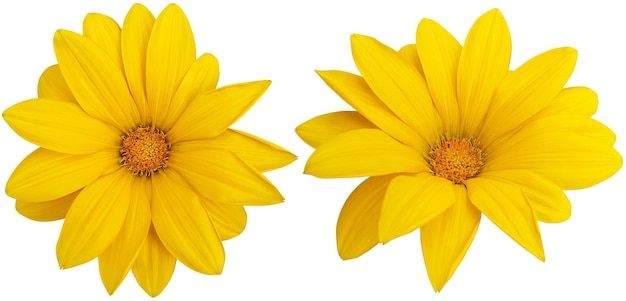 Duas gazanias amarelas brilhantes isoladas em branco