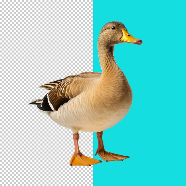 PSD duck auf durchsichtigem hintergrund png-bild.