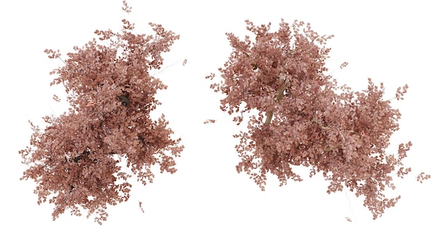 Due bouquet di fiori rosa secchi su uno sfondo nero