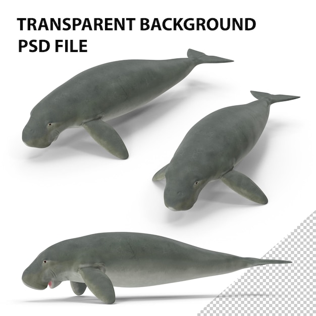 PSD dugong, papúa nueva guinea