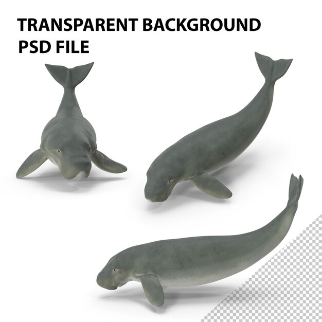 PSD dugong spielerische pose png