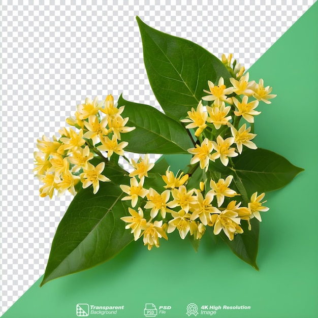 PSD el dulce osmanthus florece en un fondo transparente aislado.