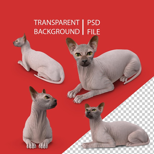 Dunkelcremefarbene Sphynx-Katze in liegender Pose PNG