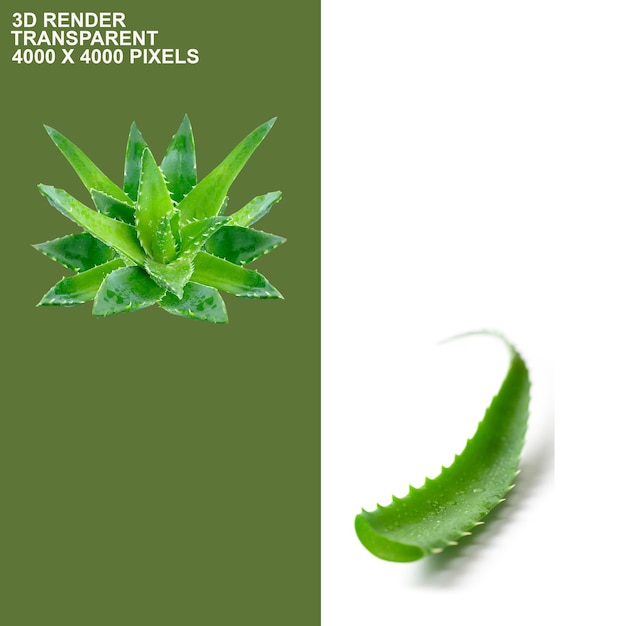 Durchsichtiger Hintergrund aus Aloe Vera