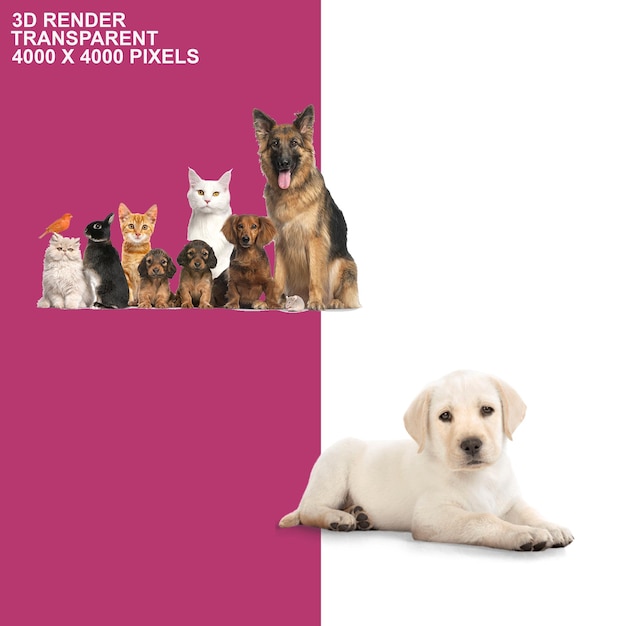 Durchsichtiger Hintergrund für Hunde und Katzen