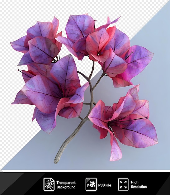 Durchsichtiger hintergrund mit isolierter roter lila bougainvillea, die den spitznamen papierblume hat, weil die blütenblätter sehr dünn sind und wie papierblumen aussehen