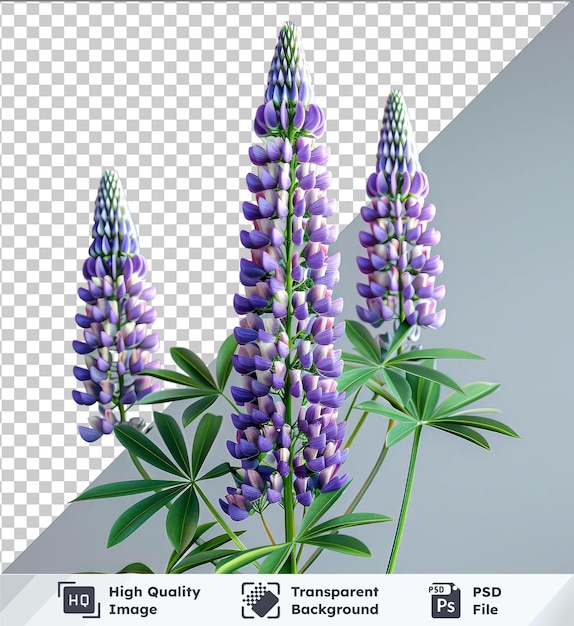 PSD durchsichtiges objekt lupinblume png clipart mit lila blüten und grünen blättern