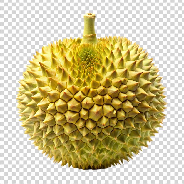 Durian aislado sobre un fondo transparente