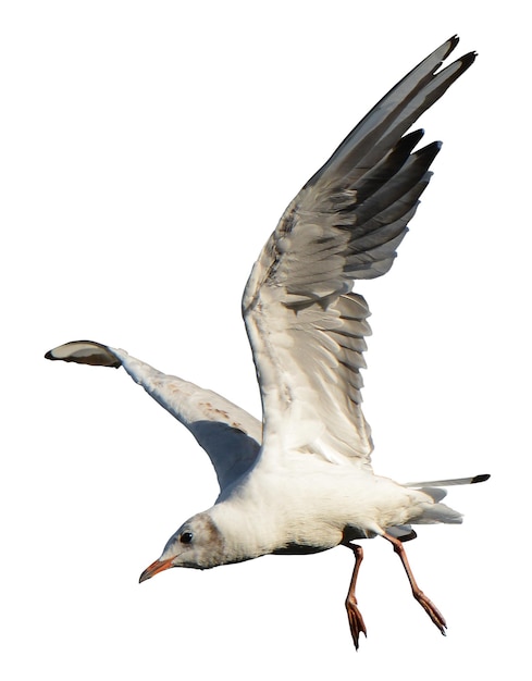Dynamische Bilder von fliegenden Vögeln für kreative Design- und Naturprojekte