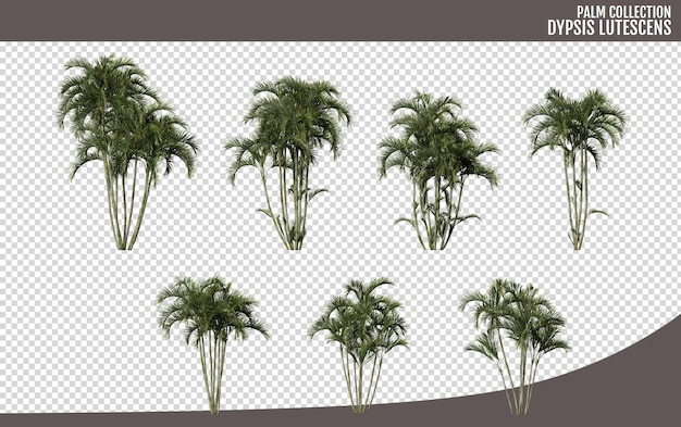 Dypsis lutescens palmera árbol realista aislado en un fondo transparente renderizado en 3D