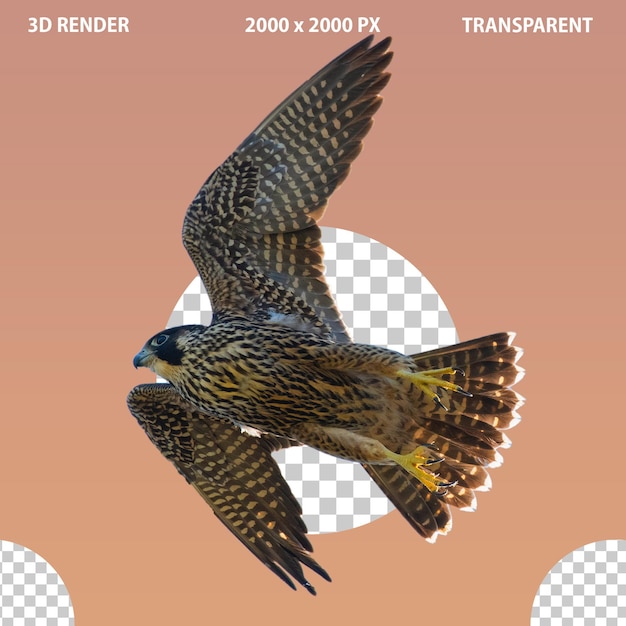 Eagle png image with transparent isolated background