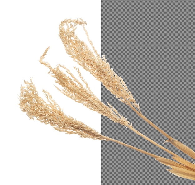 Ears of Paddy Rice Korn fliegen in der Luft Gelb Goldene Ears of paddy Rice fallen Streuung Explosion schwimmen in Form Form Linie Gruppe Weißer Hintergrund isoliert