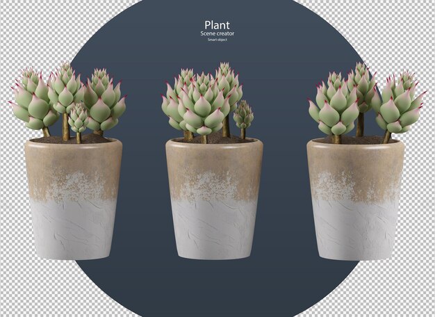 PSD echeveria elegans en pot en rendu 3d isolé