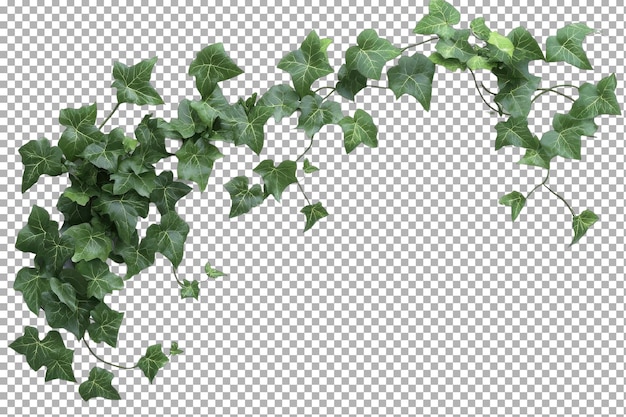 Efeupflanzen für vertikale Gärten und Innenwände, isoliert auf durchsichtigem Hintergrund
