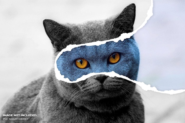 Effetto foto di gatto di carta strappata