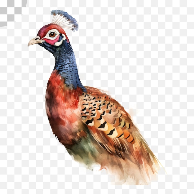 Ein Aquarellgemälde eines Fasans – Fasan png herunterladen