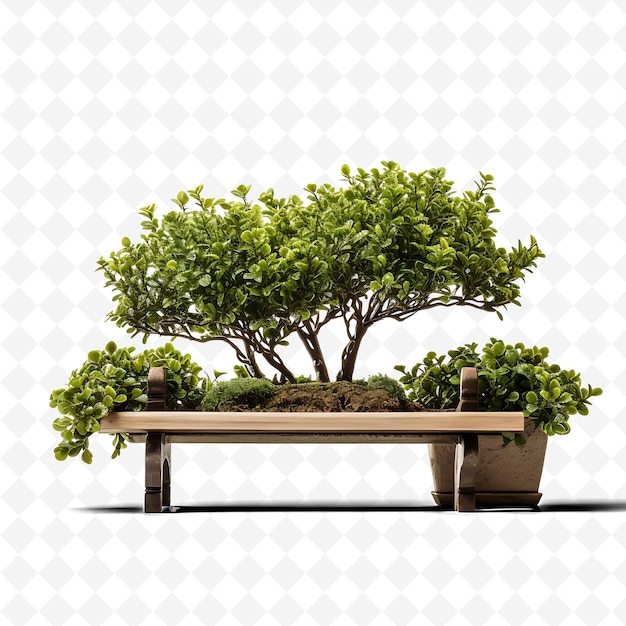 ein Baum mit einer Bank, auf der bonsai steht