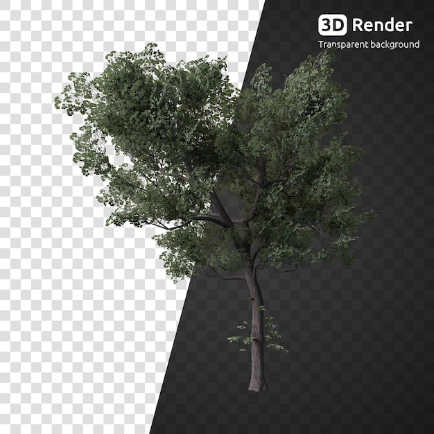 Ein Baum mit transparentem Hintergrund