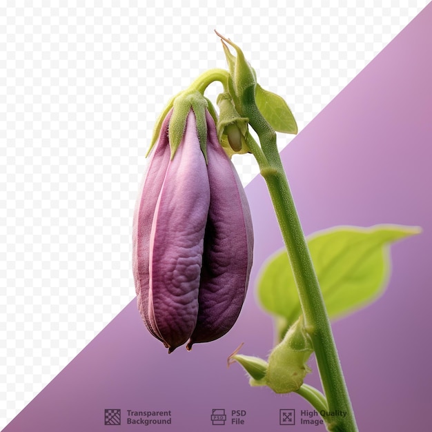 PSD ein bild einer blume mit dem wort tulpe darauf