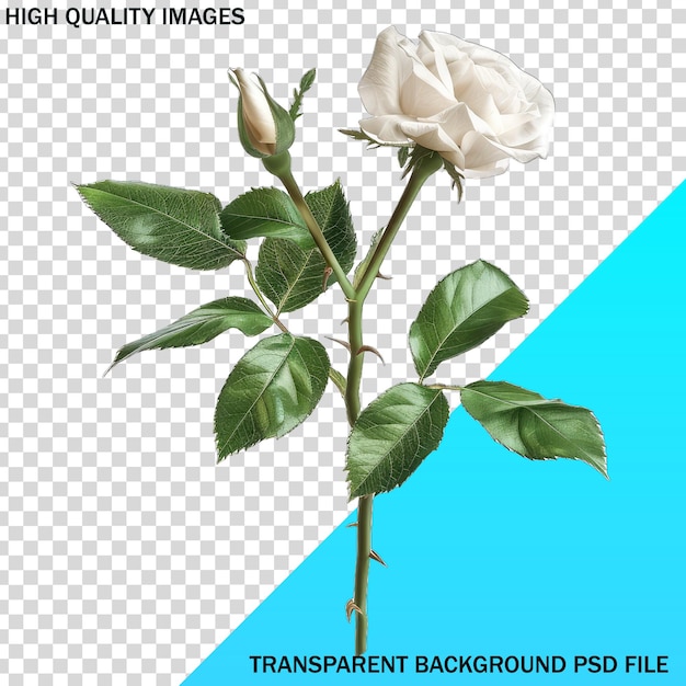 ein Bild einer Blume mit den Worten "hohe Qualität"