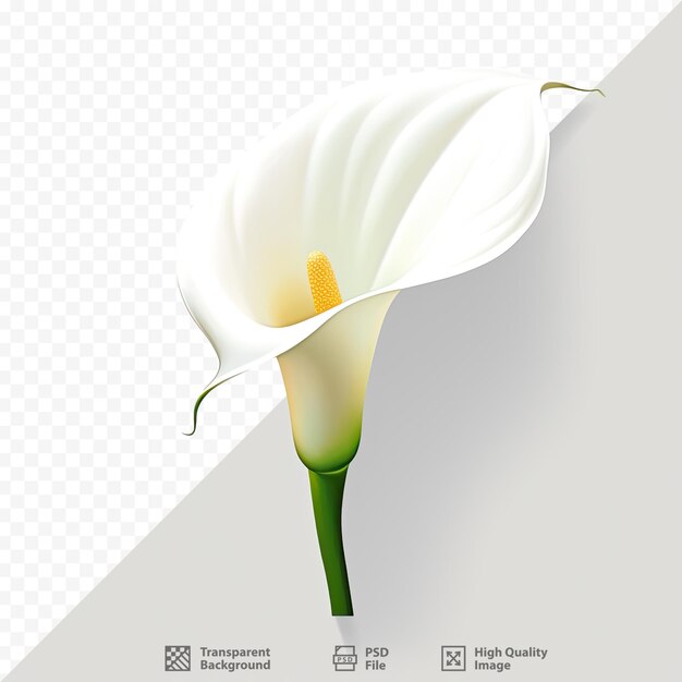 PSD ein bild einer blume mit der aufschrift „blume“.