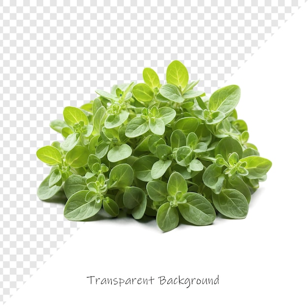 ein Bild einer Pflanze mit den Wörtern transparent geschrieben