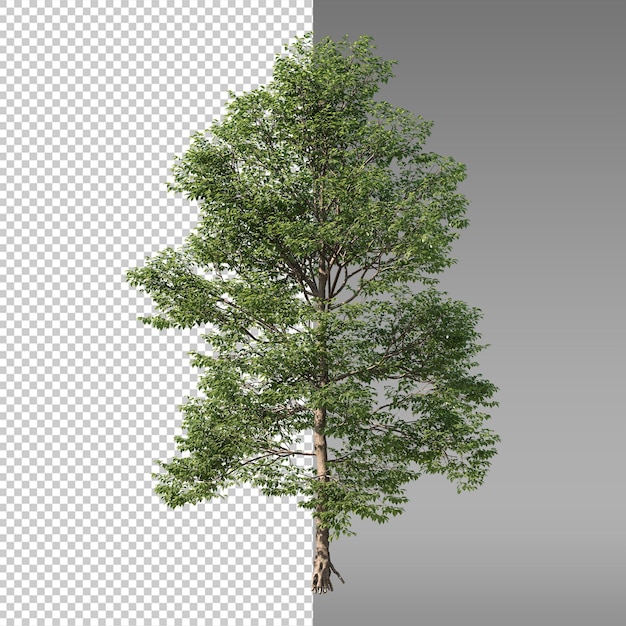ein Bild eines Baumes mit einem grünen Blatt und dem Wort "Baum" darauf