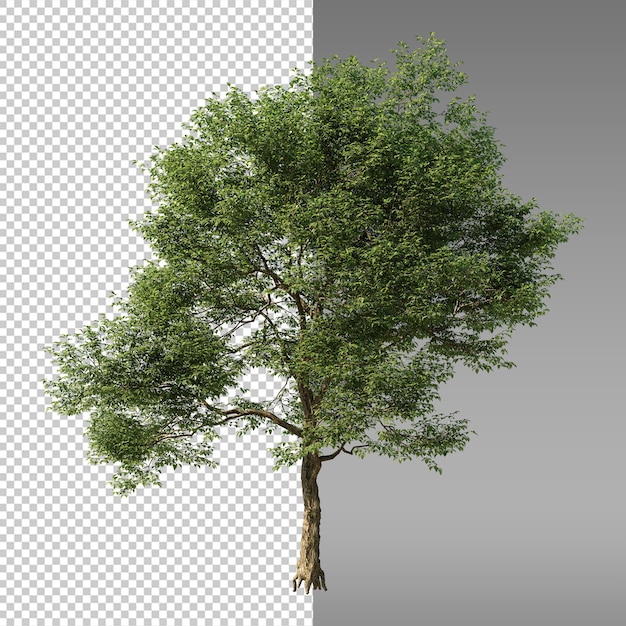ein Bild eines Baumes mit weißem Hintergrund und der unteren Hälfte davon ist ein Baum