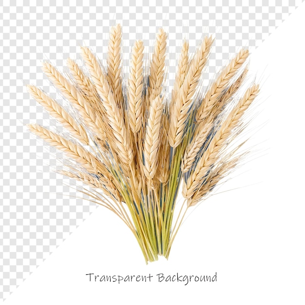 ein Bild eines Weizenfeldes mit einem Bild von Weizen auf einem transparenten Hintergrund