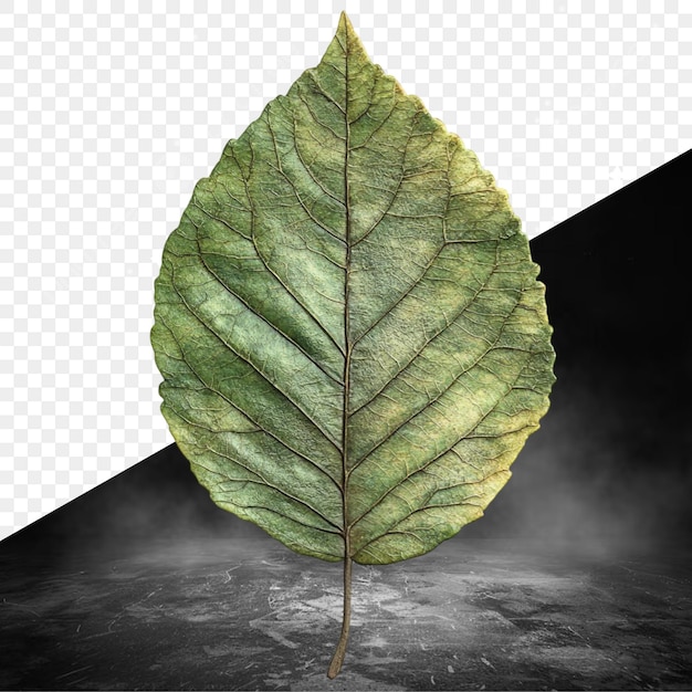 ein Blatt, das auf einem schwarzen Hintergrund steht