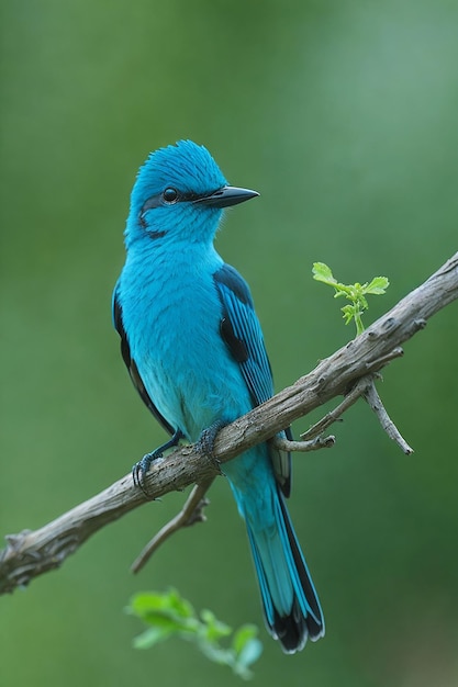 PSD ein blauer vogel mit einem schwarz-weißen schwanz