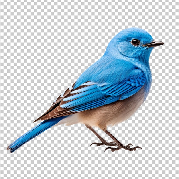 PSD ein blauer vogel steht auf einem weißen hintergrund png auf weißem hintergrund