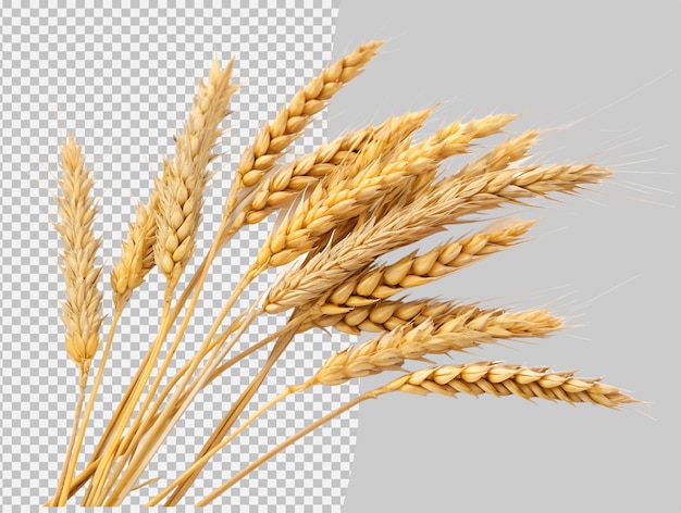 Ein Bündel goldener Weizenstängel, isoliert auf durchsichtigem Hintergrund