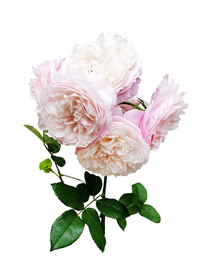PSD ein eleganter blumenstrauß mit rosa rosen