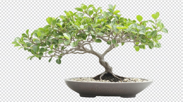 Ein erstaunlich detailliertes Bild eines kleinen Bonsai-Baumes mit komplizierten Zweigen, perfekt für Naturliebhaber und Gartenliebhaber