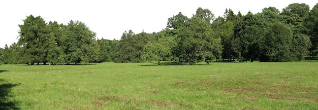 ein Feld mit einem Baum mit einer roten Blume darauf