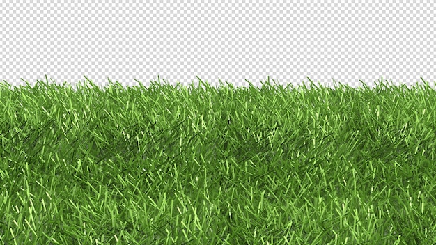 Ein Gras mit weißem Hintergrund.