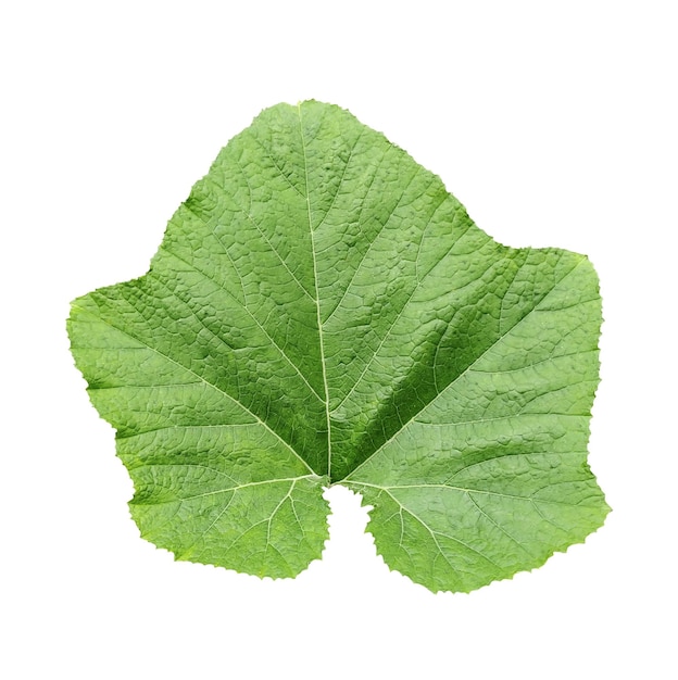 Ein grünes kürbisblatt auf transparentem png-hintergrund