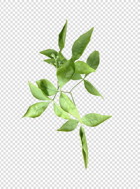 Ein grünes Lorbeerblatt einer Pflanze mit transparentem Hintergrund, ein Zweig einer Pflanze, ein Blatt einer Pflanze