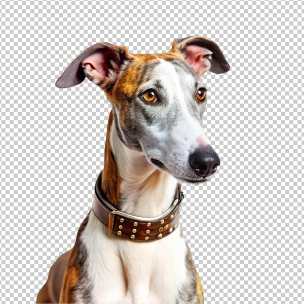 ein Hund mit einem Kragen, auf dem der Name des Hundes steht