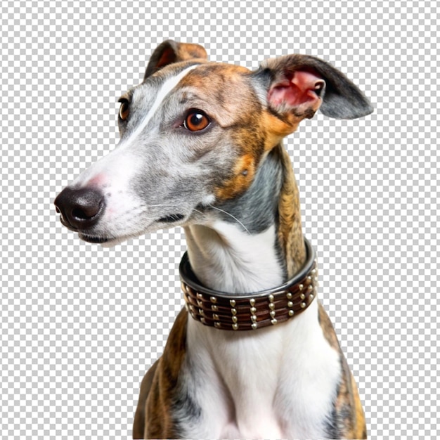 ein Hund mit einem Kragen, auf dem steht: Der Hund trägt einen Ledergürtel