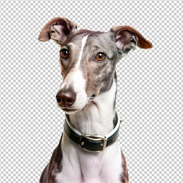 ein Hund mit einem Kragen, auf dem steht Ein Hund