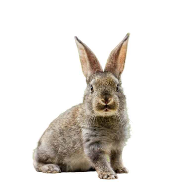 PSD ein kaninchen sitzt auf einem weißen hintergrund mit einem weißen psd-hintergrund