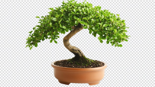 Ein kleiner Topfbonsai mit verdrehten Zweigen, perfekt für Hausdekorationen und Meditationsräume, ideal für Gartenliebhaber und Naturliebhaber
