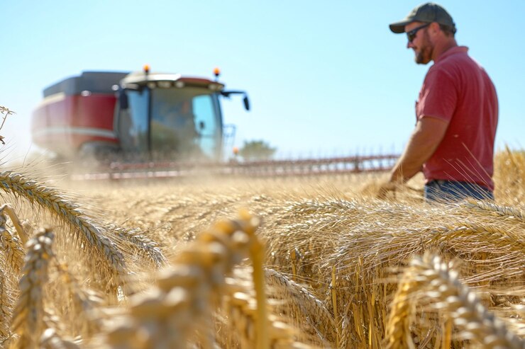 PSD ein landwirt untersucht während der ernte ein goldenes weizenfeld mit einer mähmaschine im hintergrund