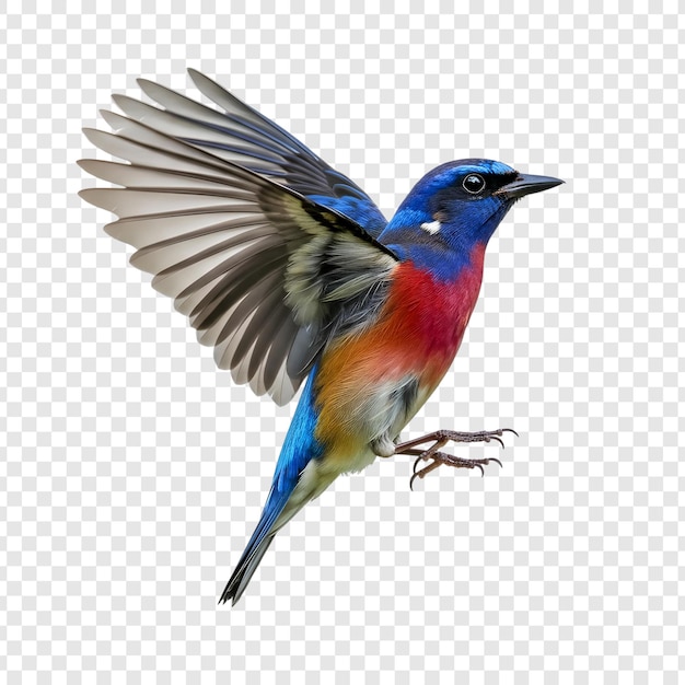Ein lebendiger und farbenfroher Vogel im Flug mit ausgestreckten Flügeln