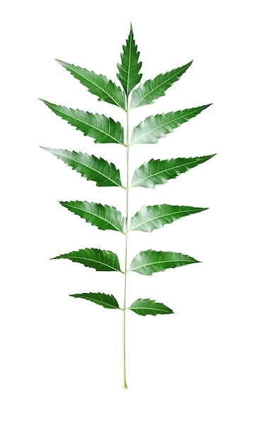 Ein medizinisches blatt, grüne neemblätter auf weißem hintergrund