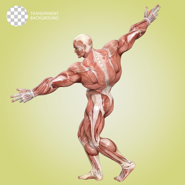 ein menschlicher Körper mit Muskeln Bodybuilder posieren isoliert 3D-Render-Illustration