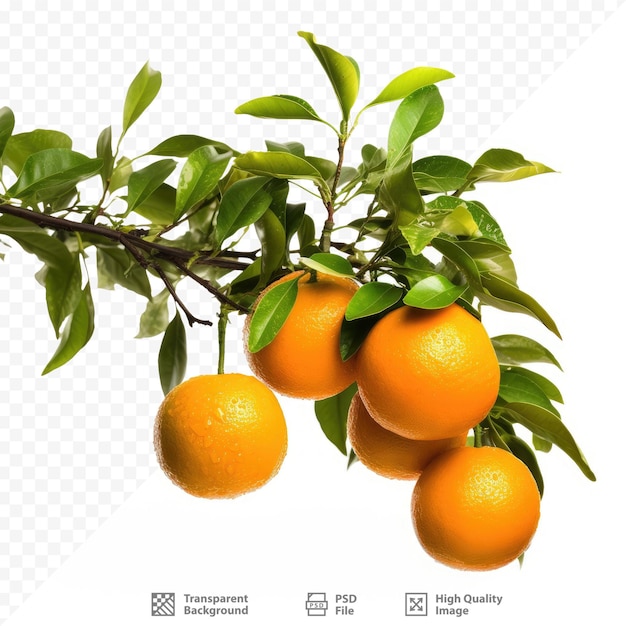 Ein orangenbaum mit orangen darauf und ein bild eines baumes mit der aufschrift „orangen“ darauf.